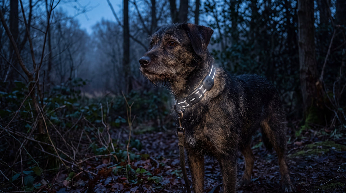 Chien en forêt à la tombée de la nuit, bandes réfléchissantes du collier bien visibles
