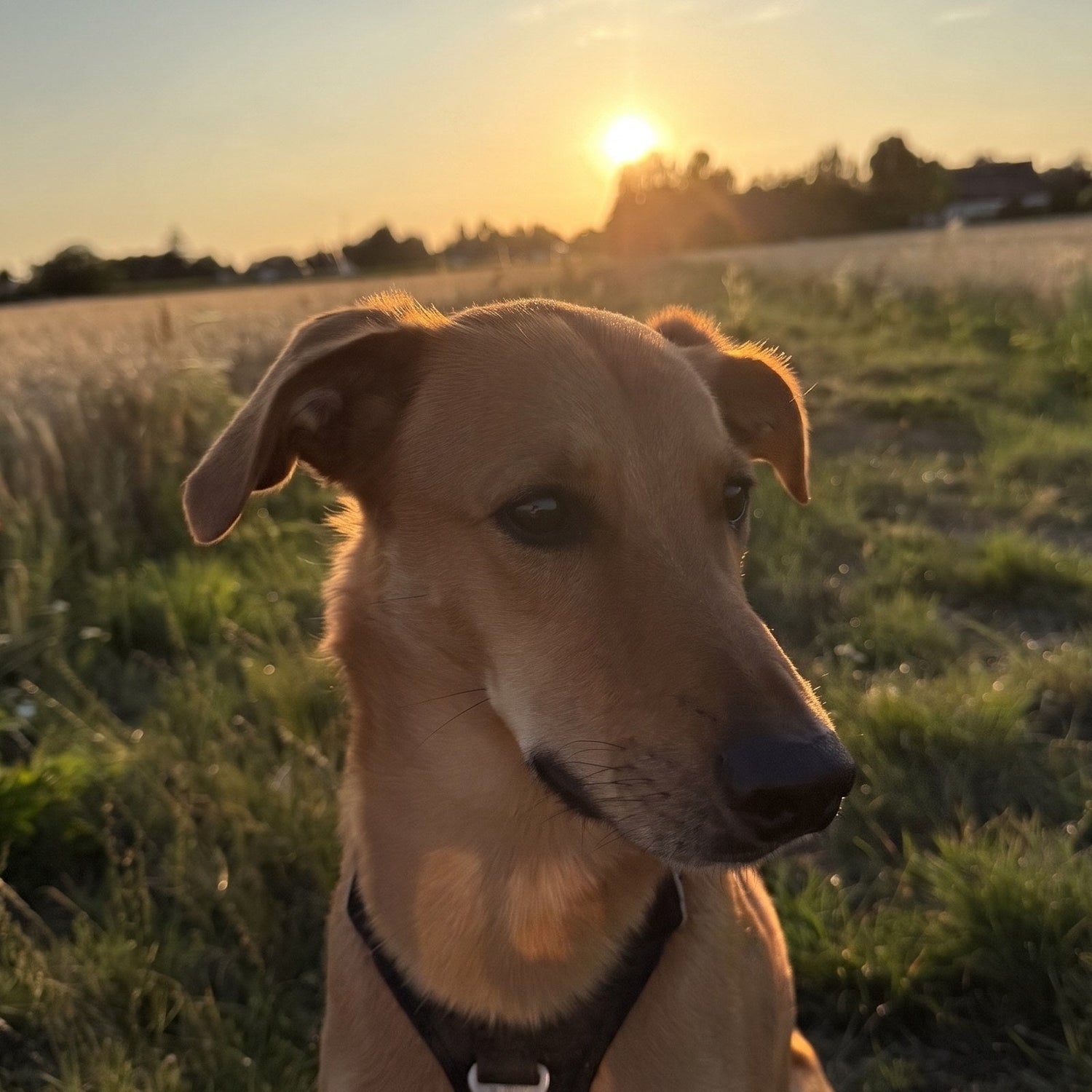 Tonka, le chien de la famille, dans un champ au coucher du soleil