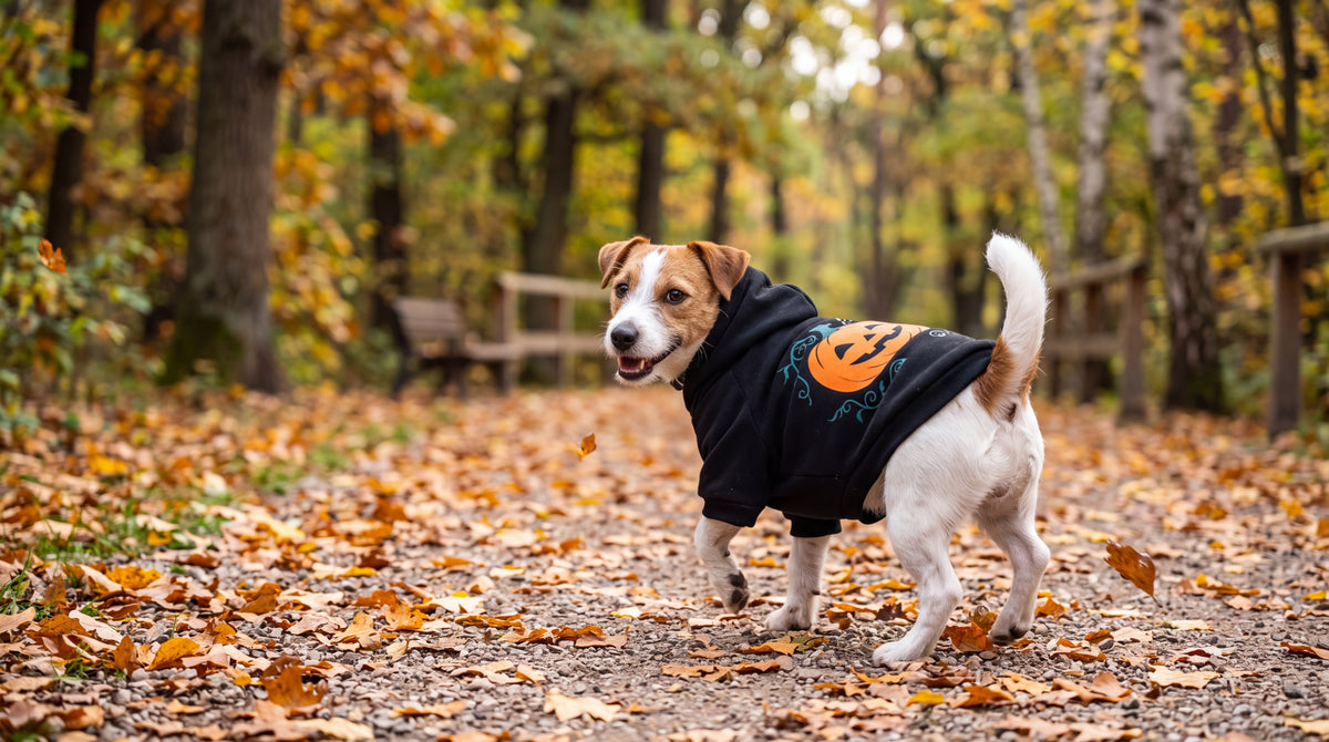 Jack russell en promenade d'automne avec le sweat citrouille
